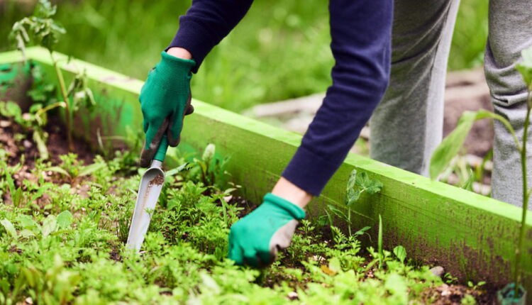 Weed Your Garden Day - June 13