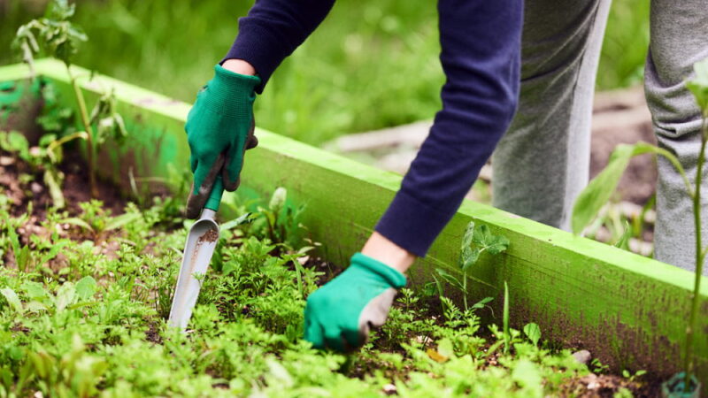 Weed Your Garden Day - June 13
