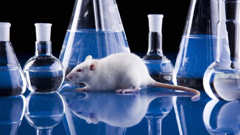 World Day for Laboratory Animals - April 24