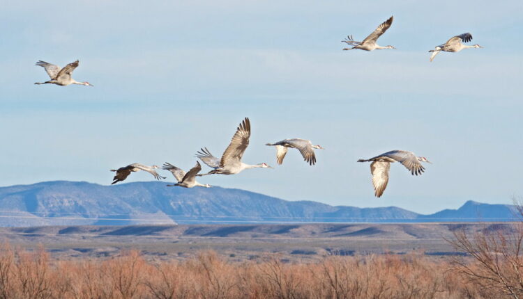 World Migratory Bird Day - May