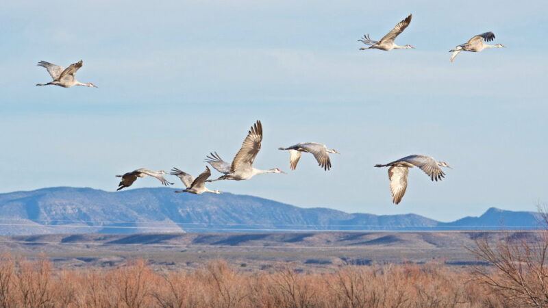 World Migratory Bird Day - May