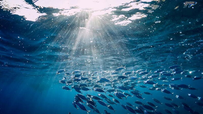World Oceans Day - June 8