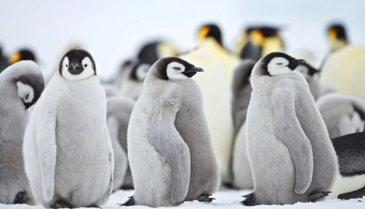 World Penguin Day - April 25