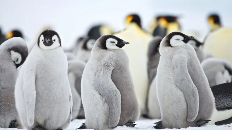 World Penguin Day - April 25