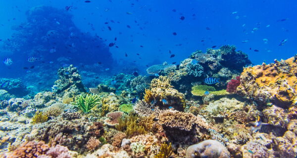 World Reef Awareness Day – June 1, 2024