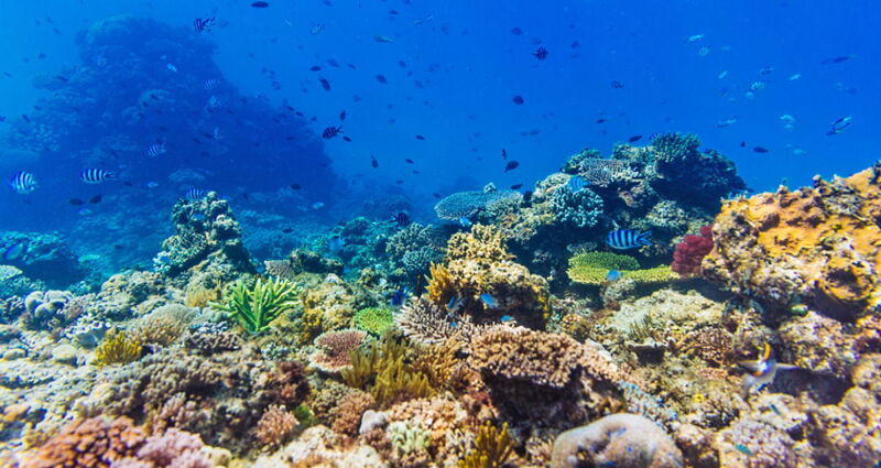 World Reef Awareness Day – June 1, 2024 | Weird and Crazy Holidays