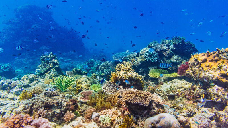 World Reef Awareness Day - June 1