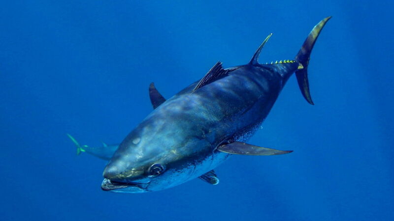 World Tuna Day - May 2