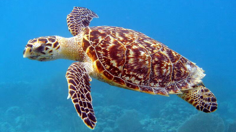 World Turtle Day - May 23