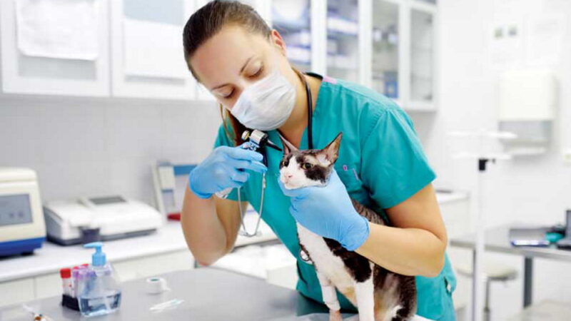 World Veterinary Day - April