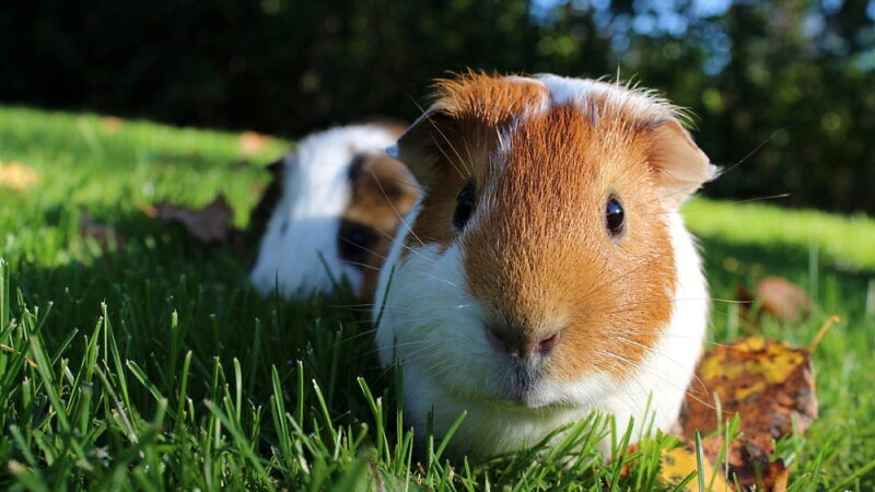 Guinea Pig Appreciation Day - July 16