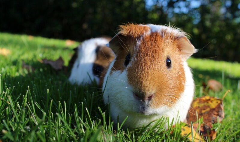 Guinea Pig Appreciation Day – July 16, 2024