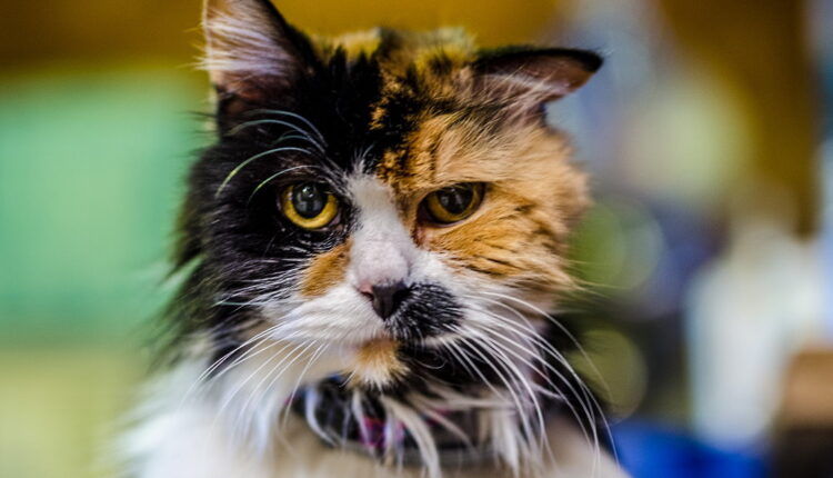 International Cat Day - August 8