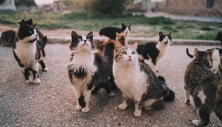 International Homeless Animals’ Day - August