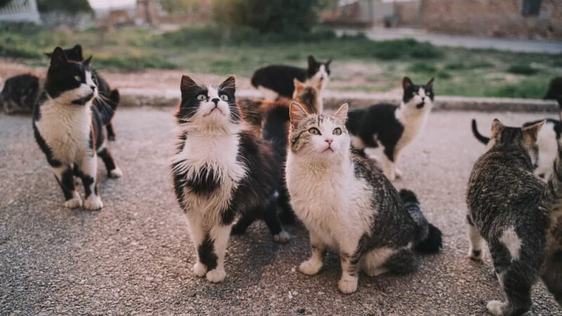 International Homeless Animals’ Day - August