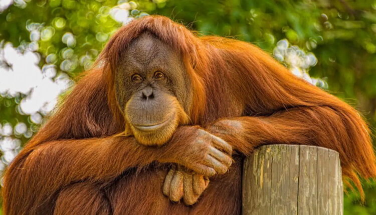 International Orangutan Day - August 19
