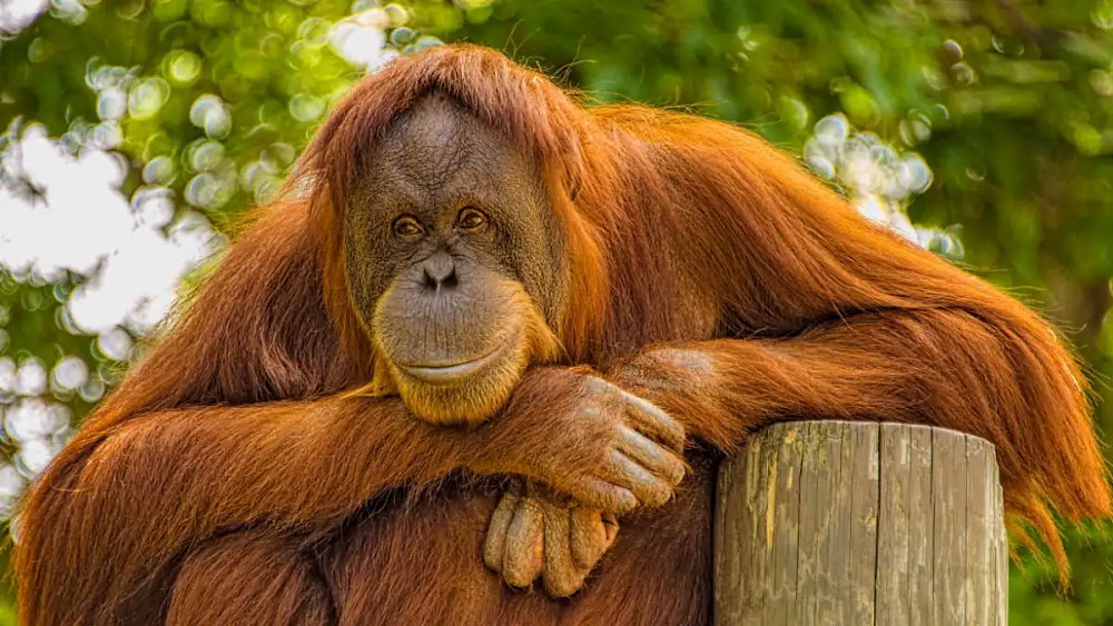 International Orangutan Day - August 19