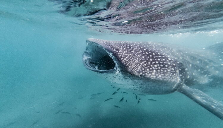 International Whale Shark Day - August 30
