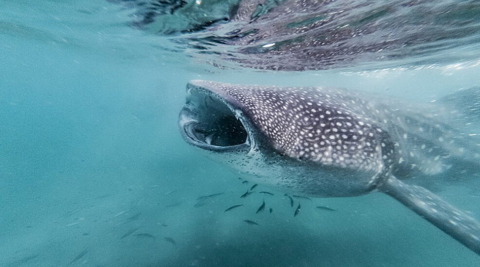 International Whale Shark Day August 30, 2024