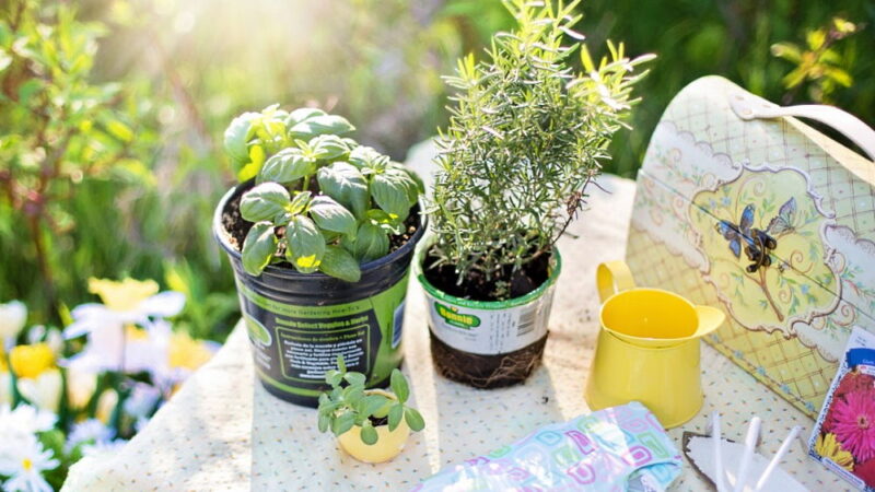 More Herbs, Less Salt Day - August 29
