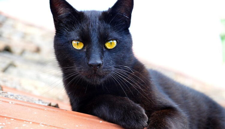 National Black Cat Appreciation Day - August 17
