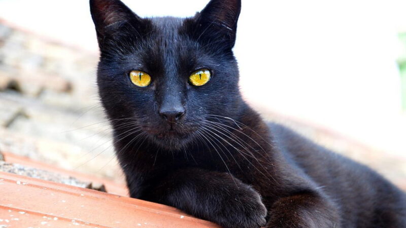 National Black Cat Appreciation Day - August 17