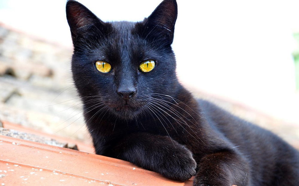 National Black Cat Appreciation Day - August 17