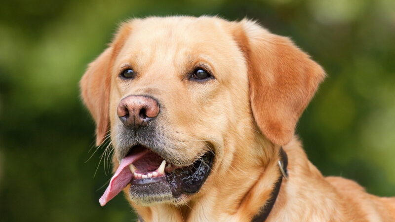 National Dog Day - August 26