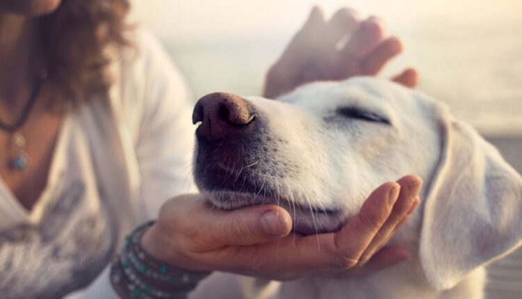 National Holistic Pet Day - August 30
