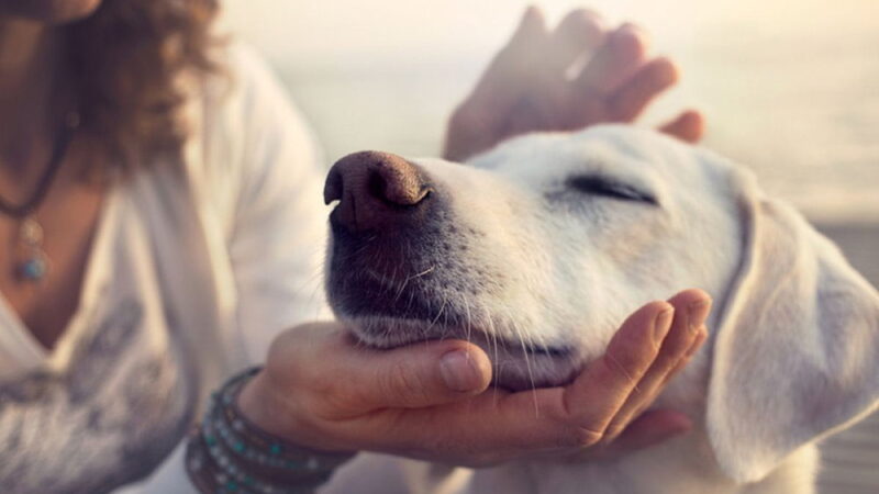 National Holistic Pet Day - August 30