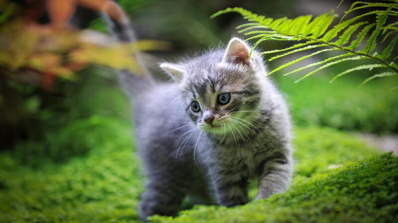 National Kitten Day - July 10
