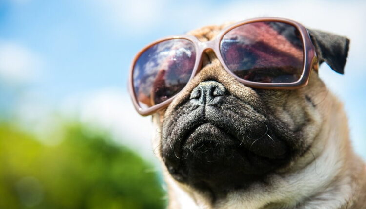 National Spoil Your Dog Day - August 10