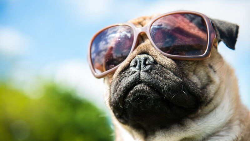 National Spoil Your Dog Day - August 10