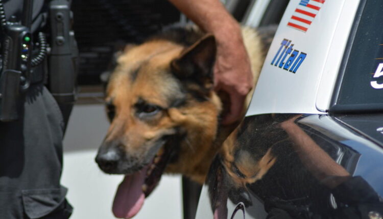 Work Like a Dog Day - August 5