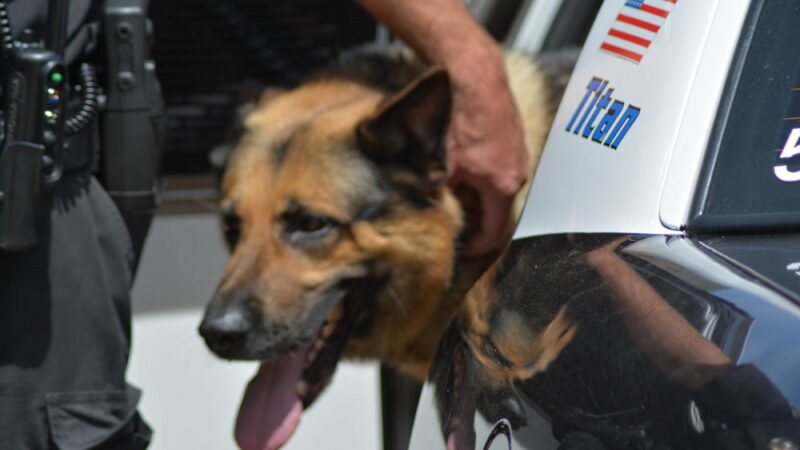 Work Like a Dog Day - August 5