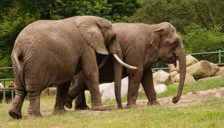 World Elephant Day - August 12