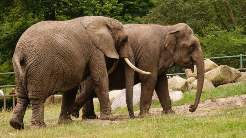 World Elephant Day - August 12