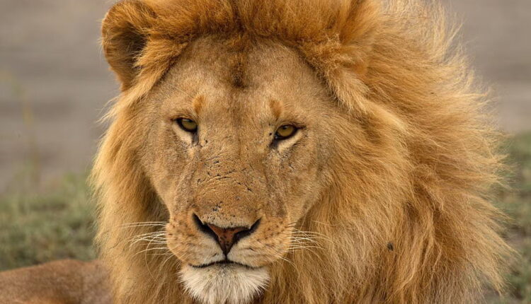 World Lion Day - August 10