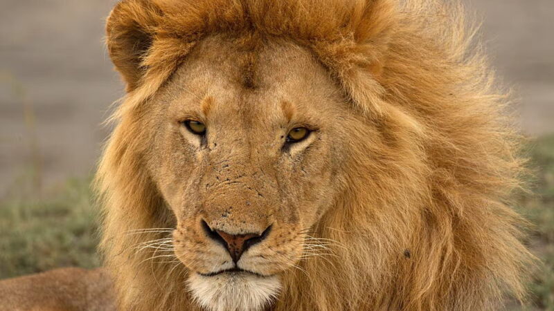 World Lion Day - August 10
