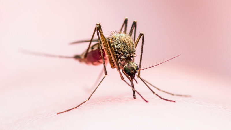 World Mosquito Day - August 20