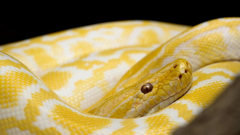 World Snake Day - July 16