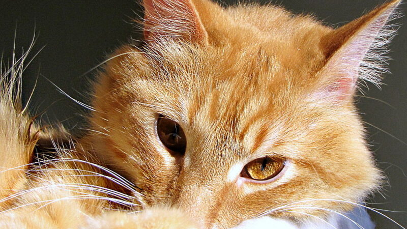 Ginger Cat Appreciation Day - September 1
