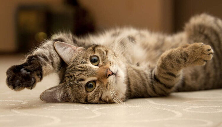 Happy Cat Month - September