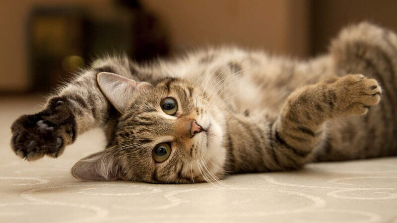 Happy Cat Month - September