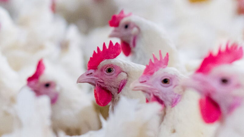 National Chicken Month - September
