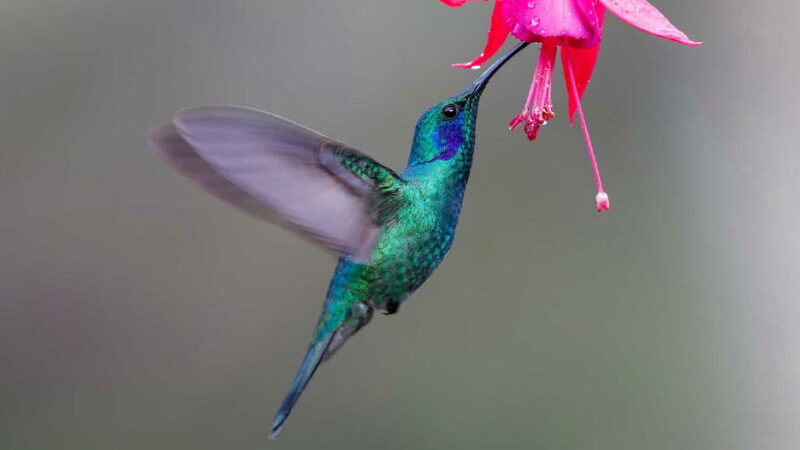 National Hummingbird Day - September