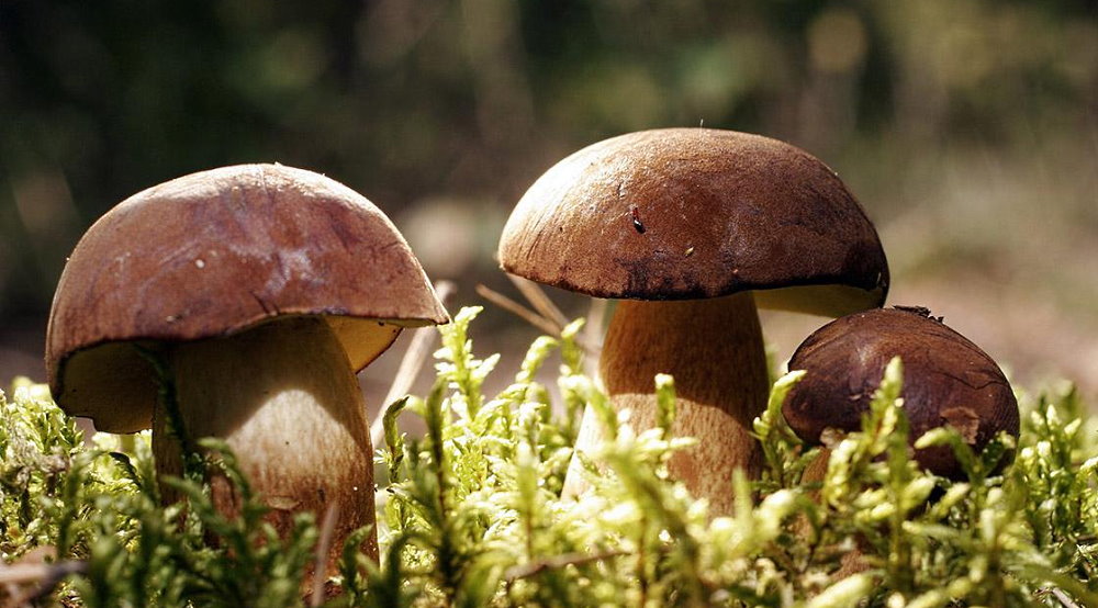National Mushroom Month - September