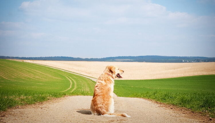 National Pet Memorial Day - September