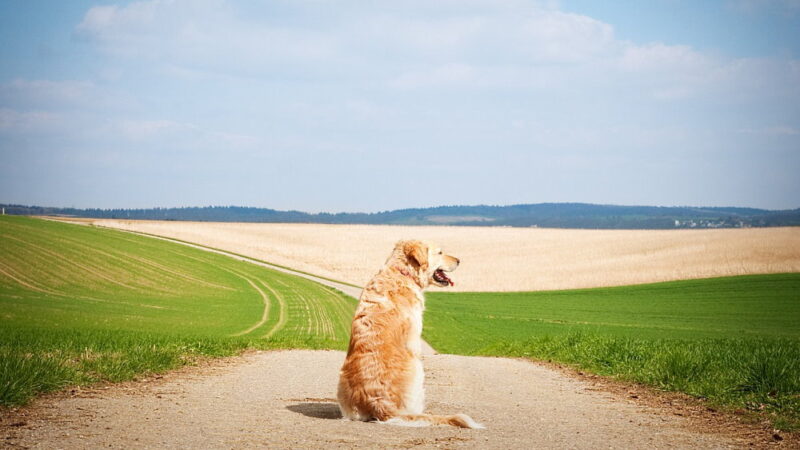 National Pet Memorial Day - September