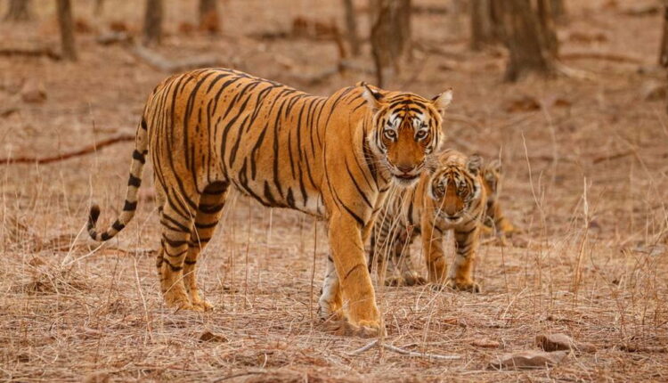 National Save a Tiger Month - September